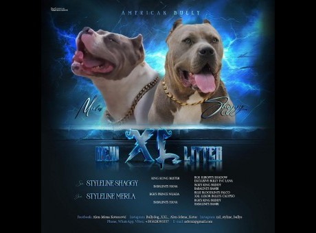 1 american bully xl   a1024.jpg